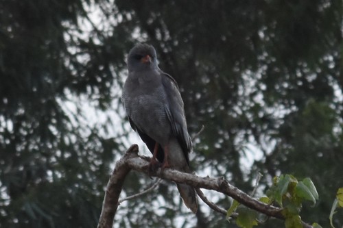 Dark Chanting-Goshawk