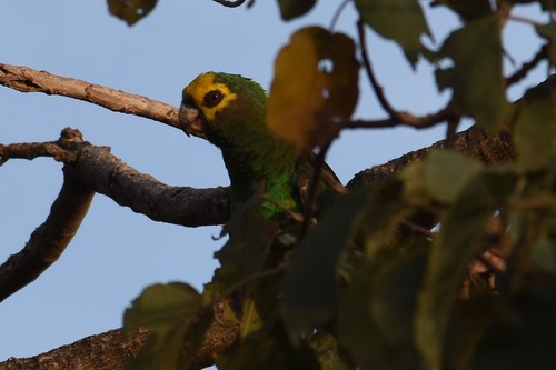 Yellow-fronted Parrot