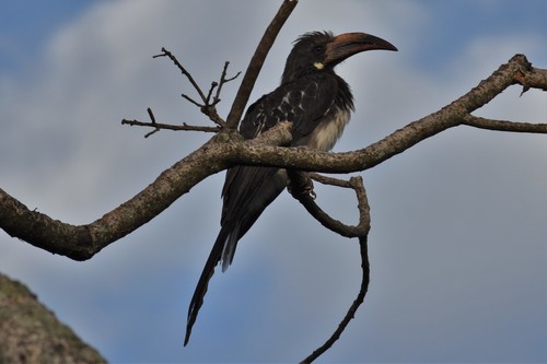 Hemprich's Hornbill
