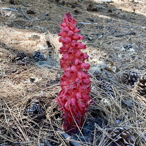 iNaturalist observation photo of Snowplant