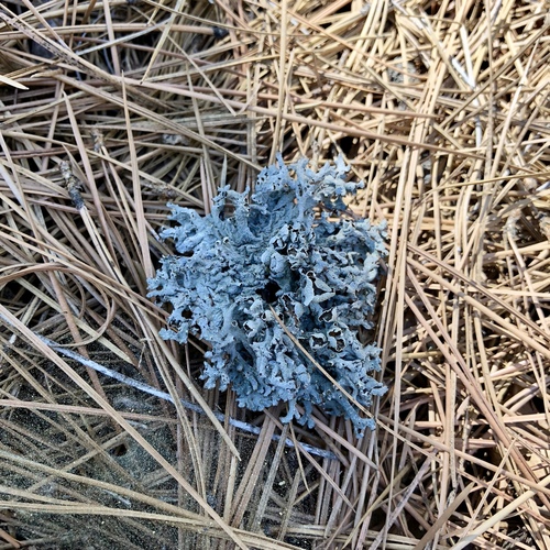 iNaturalist observation photo of Tube Lichens