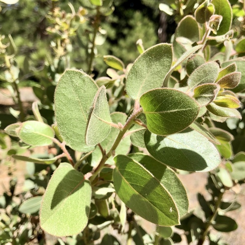 iNaturalist observation photo of California Pinkbract Manzanita