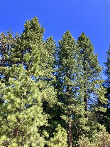 iNaturalist observation photo of Jeffrey pine
