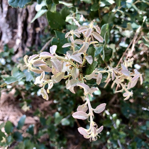 iNaturalist observation photo of oaks