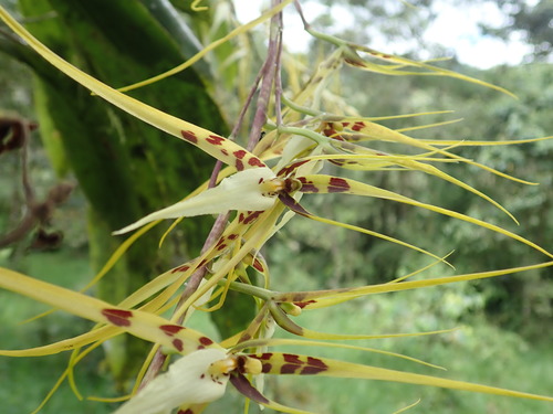 Brassia Spider Orchid wildflowers