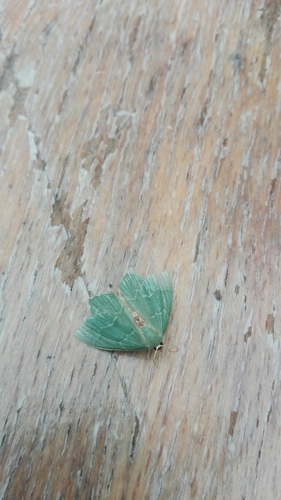 Common Emerald