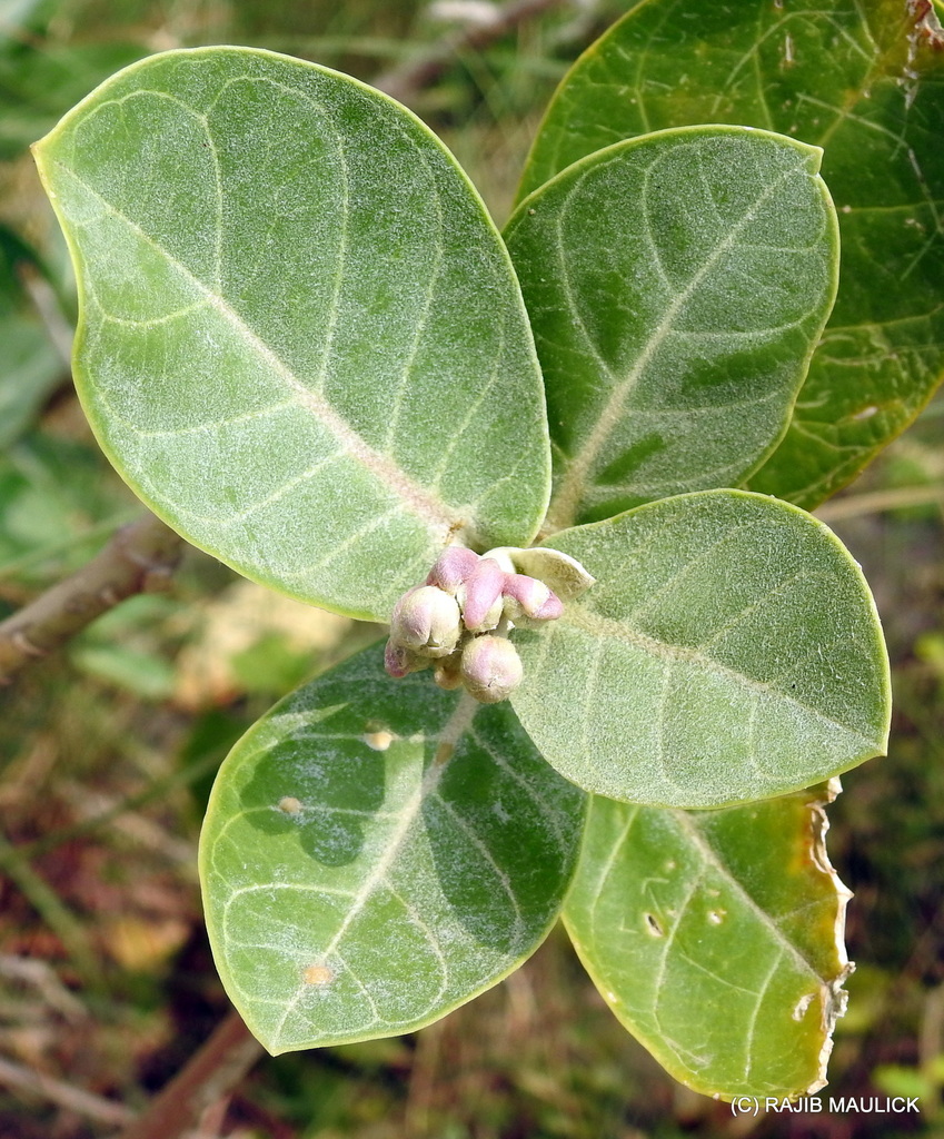 calotropis leaves
