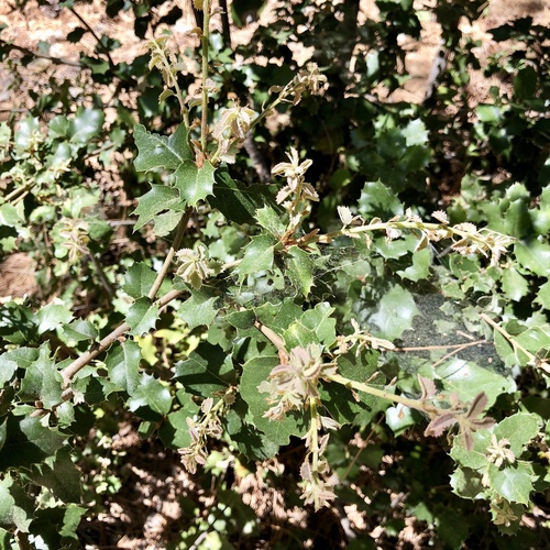iNaturalist observation photo of canyon live oak