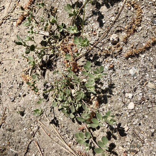 iNaturalist observation photo of deervetch