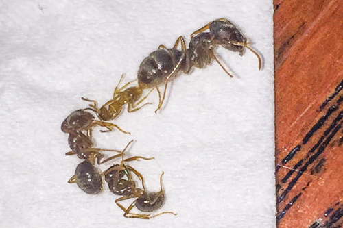 Pseudolasius emeryi