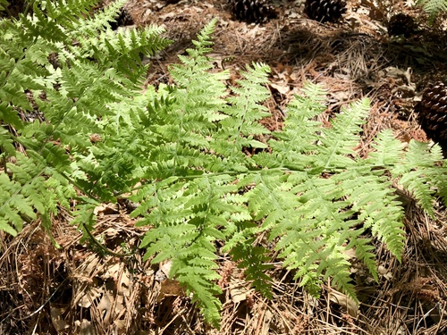 iNaturalist observation photo of common bracken