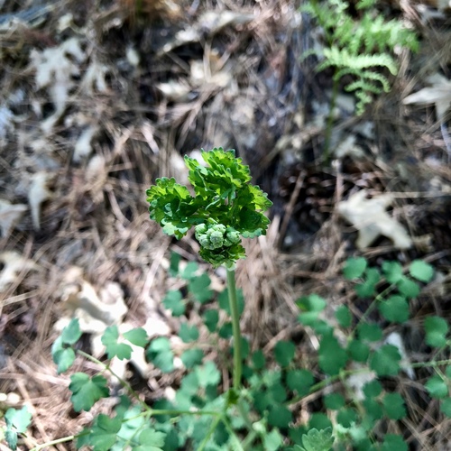 iNaturalist observation photo of Fendler's Meadow-rue