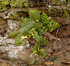 Image of Pseudocyphellaria aurata