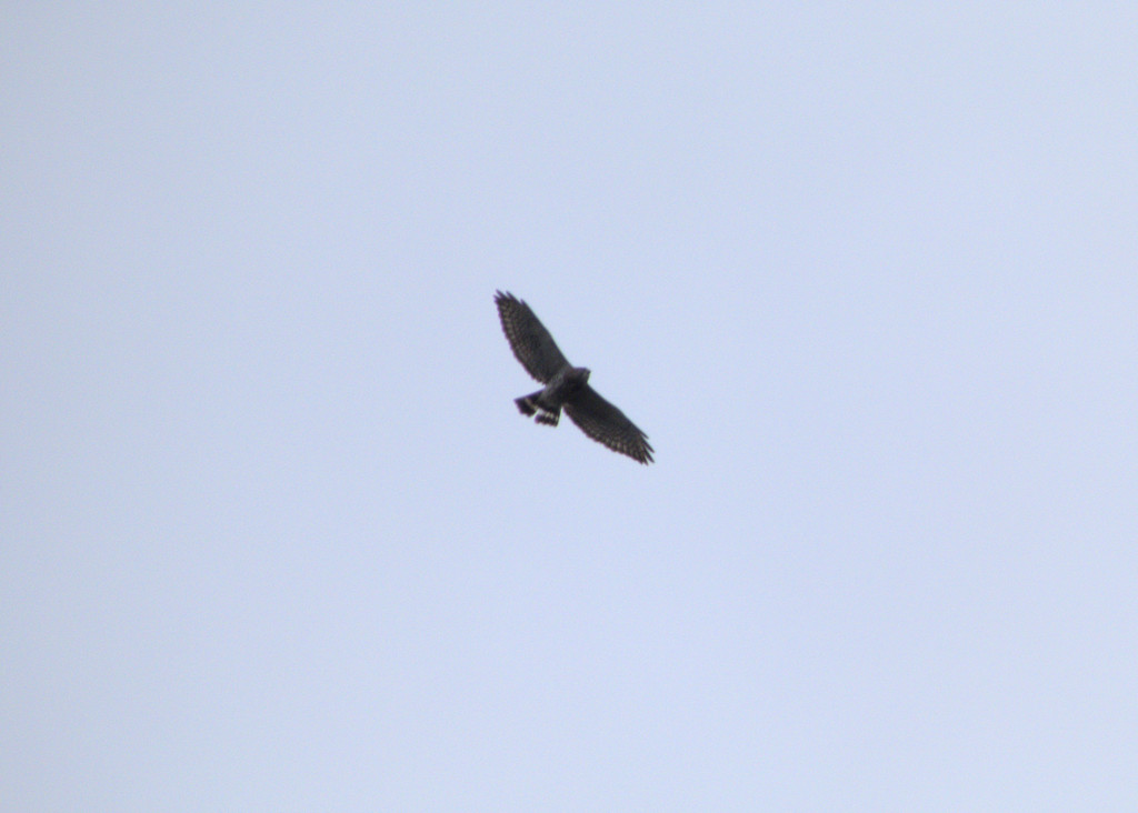 Broad-winged Hawk from Latah County, ID, USA on May 01, 2022 at 10:18 ...