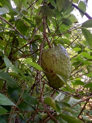 Annona muricata image