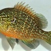 Dollar Sunfish - Photo (c) Kyran Leeker, all rights reserved, uploaded by Kyran Leeker
