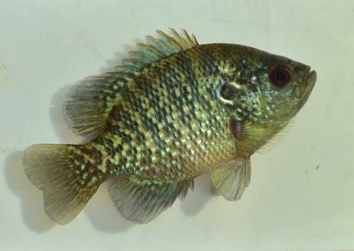 Bantam Sunfish