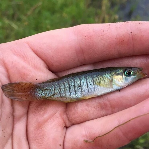 Northern Starhead Topminnow