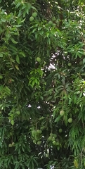 Mangifera indica image