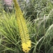 Eremurus stenophyllus - Photo (c) lovescinow, all rights reserved, uploaded by lovescinow