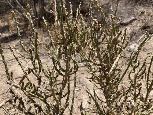 Christmas cholla