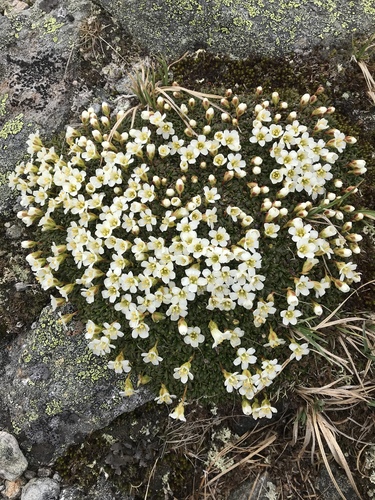 Diapensia