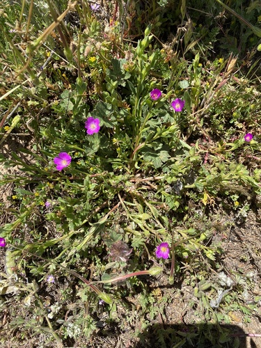 iNaturalist observation photo of redmaids