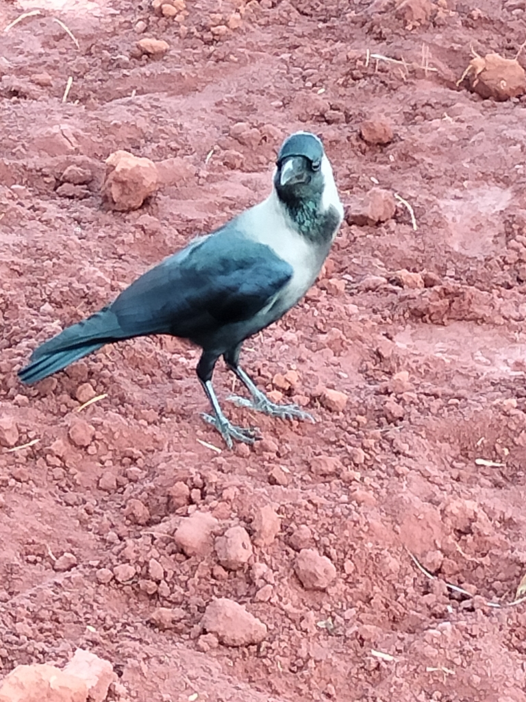 House Crow from FG74+FW3, Amaravati, Andhra Pradesh 522503, India on