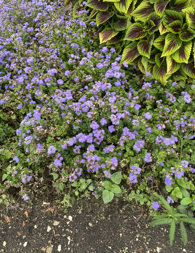 bluemink