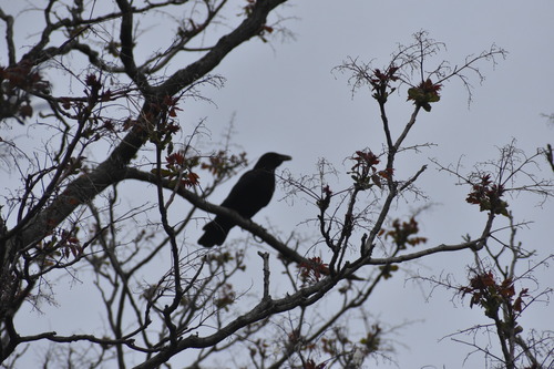 iNaturalist observation 2022-04-30