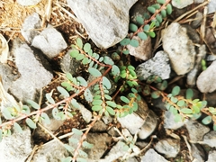 Euphorbia thymifolia image