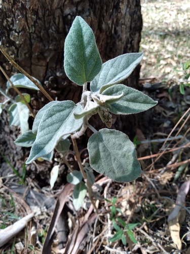 Croton adspersus