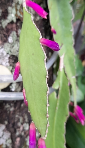 Pseudorhipsalis amazonica image