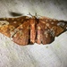 Belonoptera sanguinea - Photo (c) mokperu, todos los derechos reservados