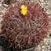 Ferocactus cylindraceus lecontei - Photo (c) Ryan Cooke, todos os direitos reservados, uploaded by Ryan Cooke