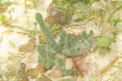 Amphimedon viridis image