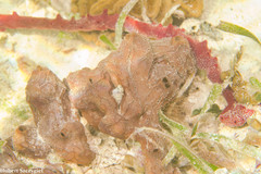 Placospongia intermedia image