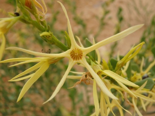 Anthocercis littorea Labill.