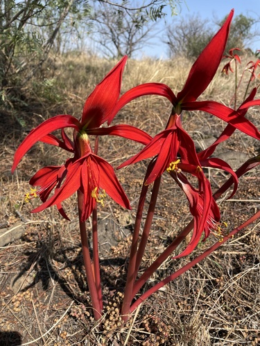Aztec Lily