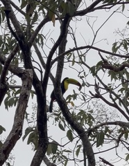 Ramphastos sulfuratus image