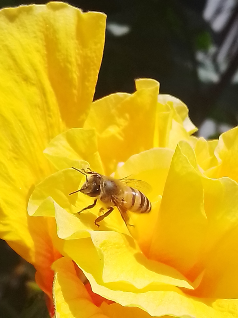 Western Honey Bee from Urb Arco Iris, Pueblo Libre, Perú on May 02 ...
