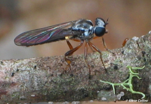Genus Townsendia · iNaturalist NZ