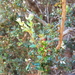 Myrceugenia rufa - Photo 由 Javier Conejeros Gastó 所上傳的 (c) Javier Conejeros Gastó，保留所有權利