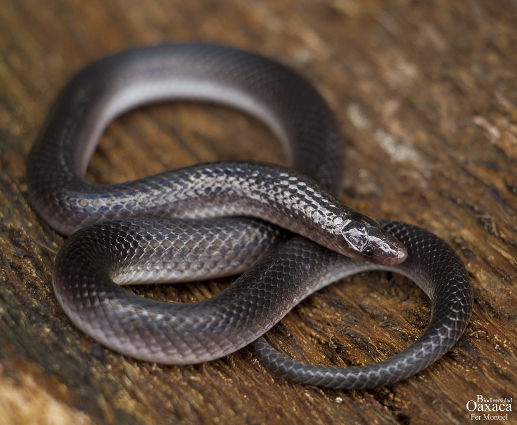 Mesa del Sur Earth Snake