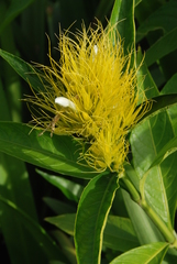 Schaueria calycotricha image