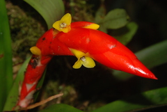 Image of Guzmania nicaraguensis