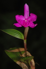 Image of Sobralia amabilis