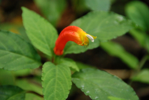 Centropogon solanifolius