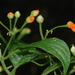 Besleria triflora - Photo (c) Damon Tighe, todos los derechos reservados