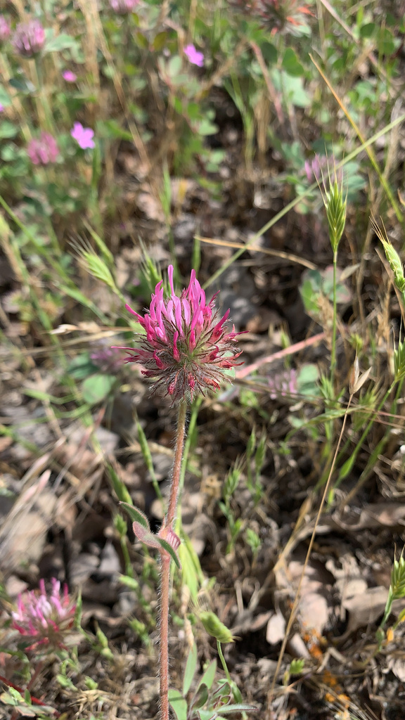 Rose Clover from Jasper Ridge Biological Preserve, Redwood City, CA, US